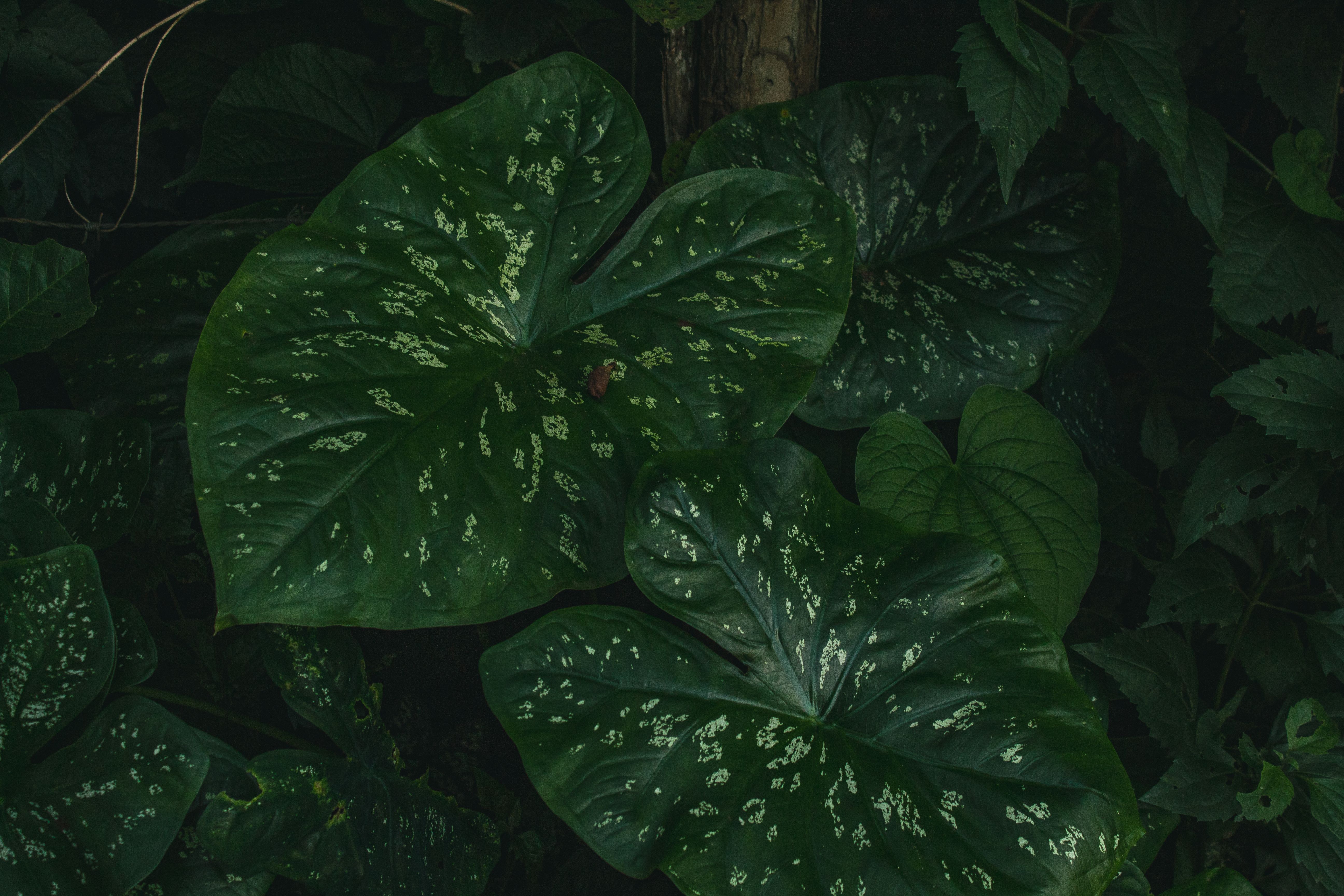 Foto: Pedro Gonçalves / Pexels