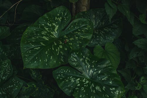 Foto profissional grátis de chuva, ecológico, flora