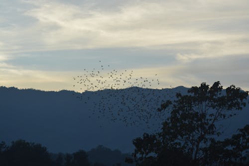 Flock of Birds in Flight