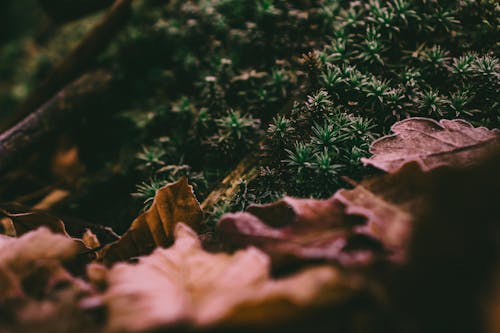 Selective Focus Photography of Dried Leaves on Ground