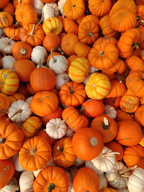 Free Colorful assortment of pumpkins and gourds showcasing autumn's bounty. Perfect for fall themes. Stock Photo