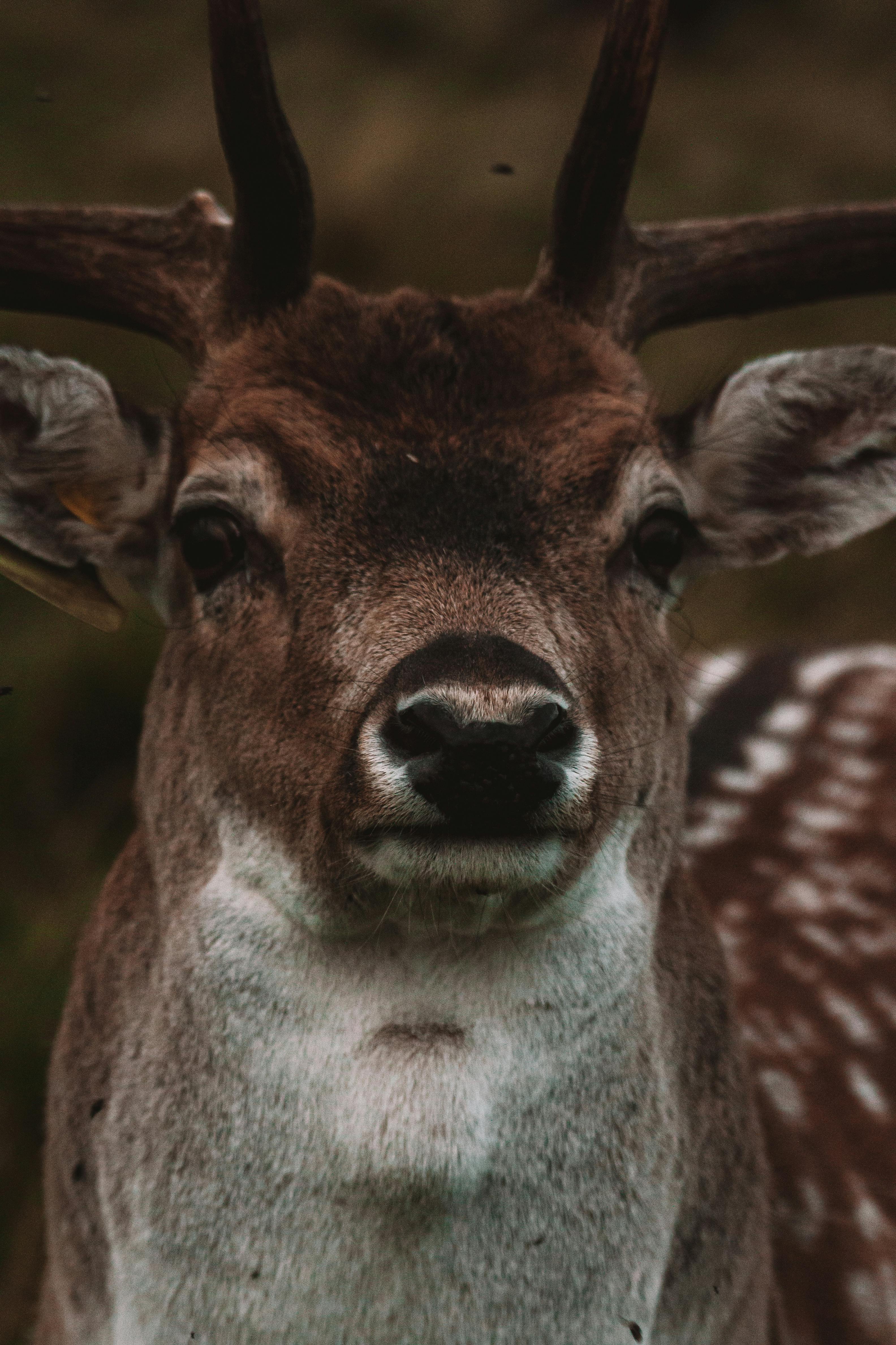 grátis Foto profissional grátis de amável, ambiente selvagem, animais selvagens Foto profissional