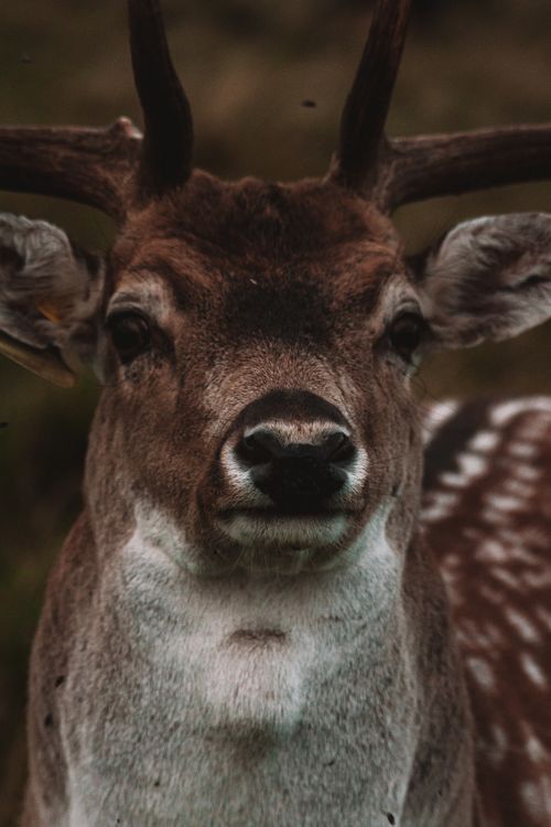 Free A detailed close-up portrait of a deer's face showcasing intricate fur patterns and antlers. Stock Photo