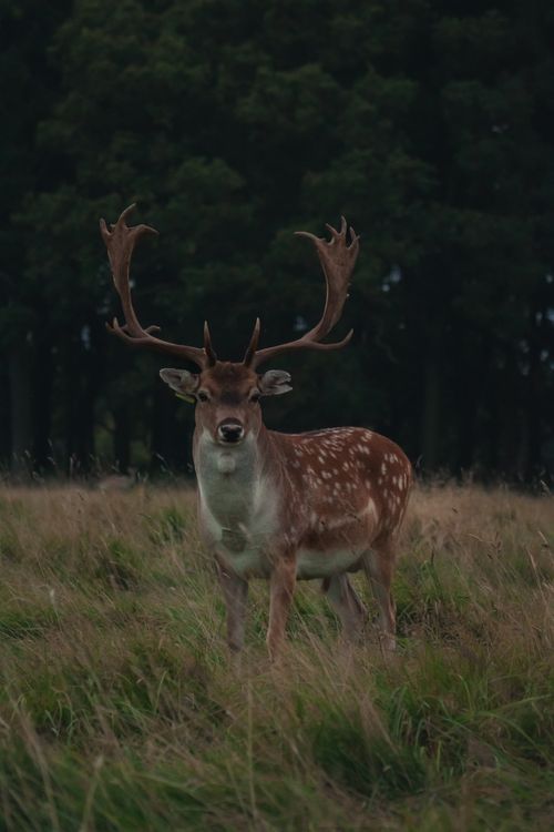 Free A stunning fallow deer stands gracefully in an open field, surrounded by lush greenery. Stock Photo