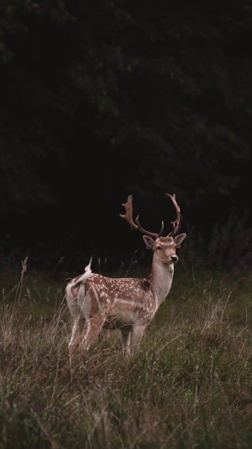 Buck in Nature