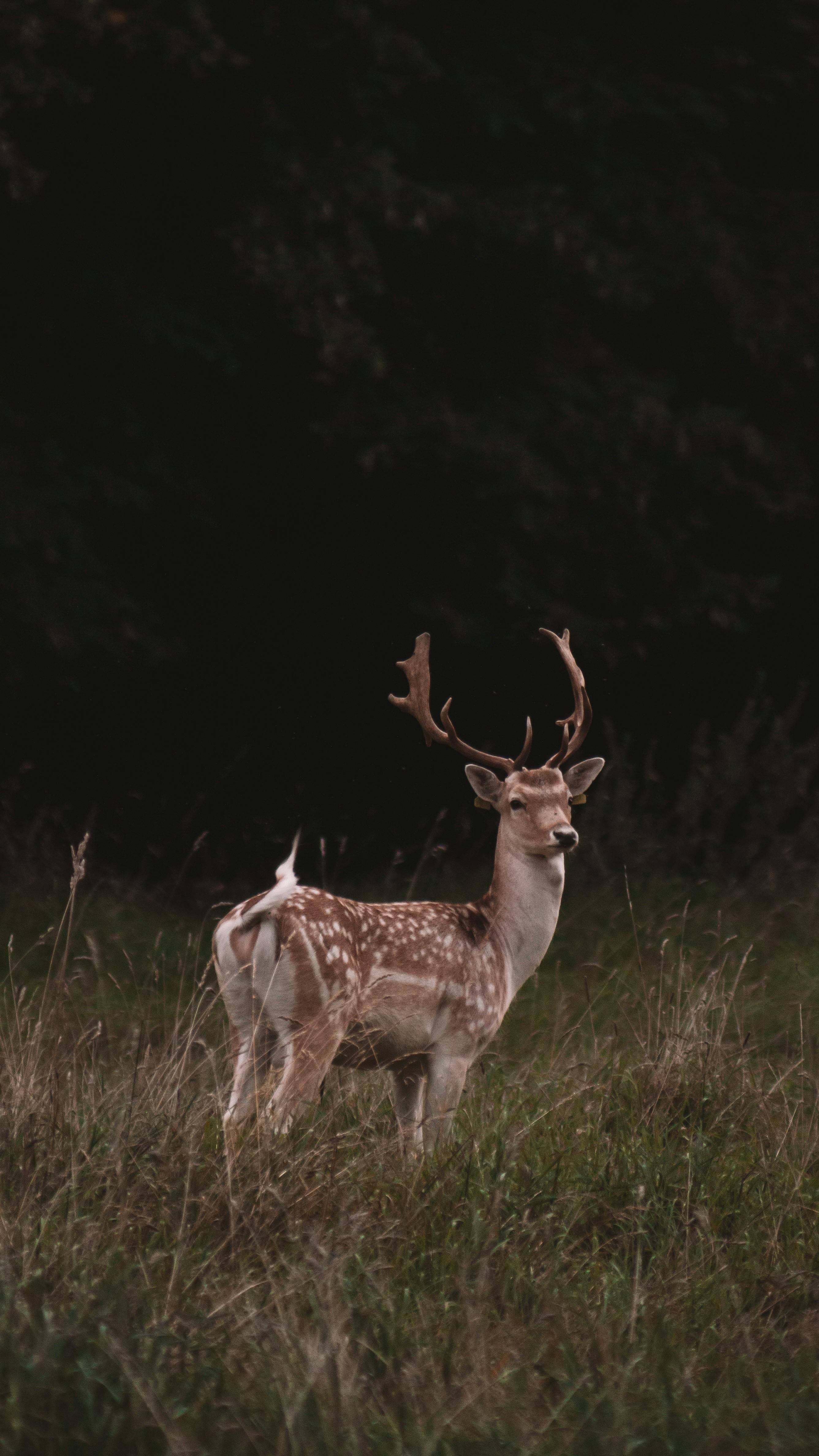 grátis Buck Na Natureza Foto profissional