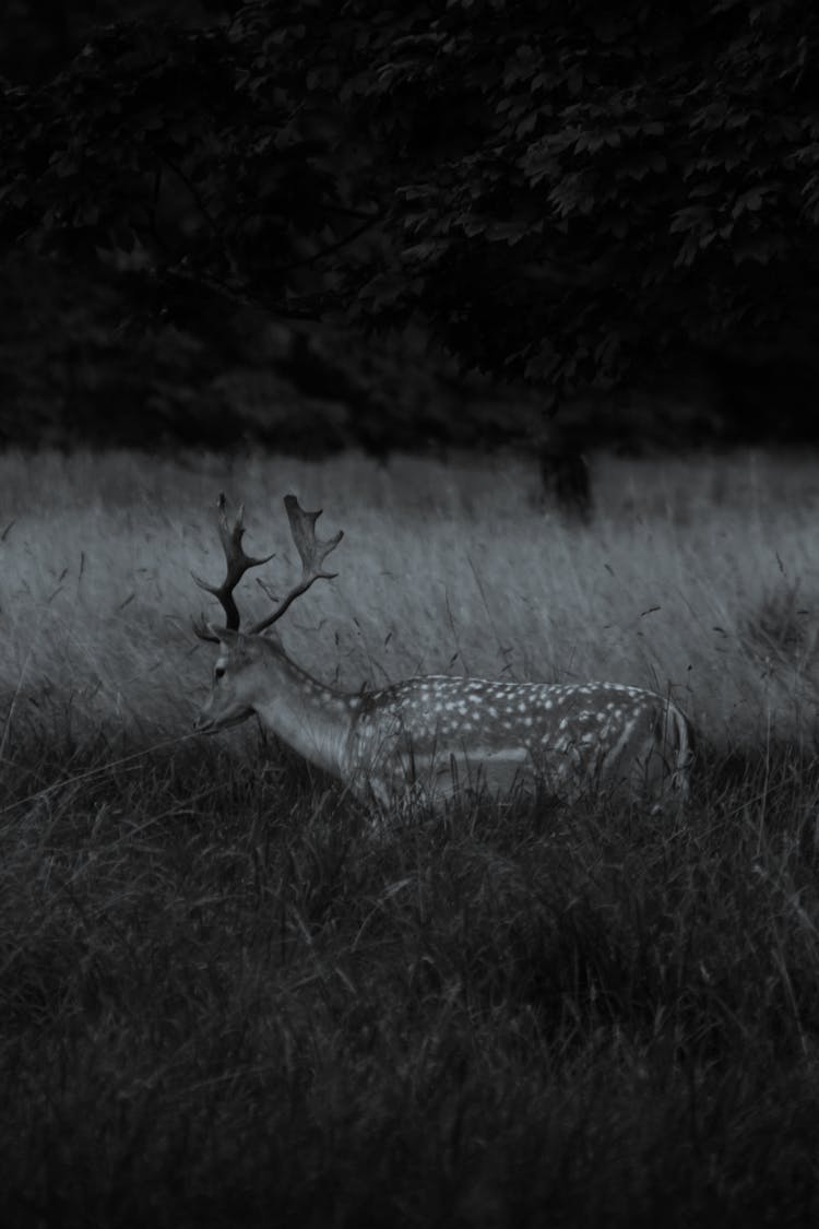 Deer On A Field In Black And White