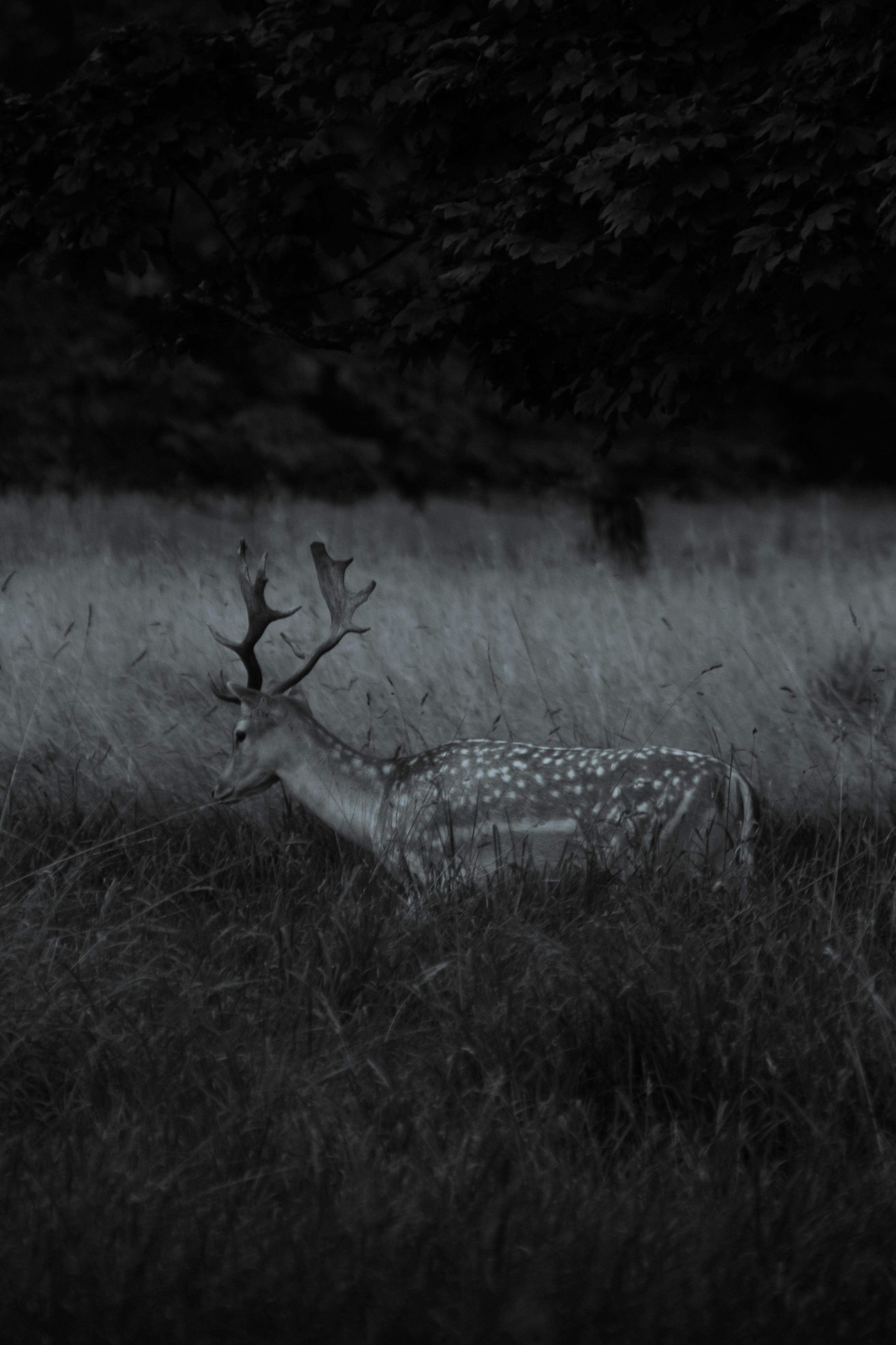 grátis Foto profissional grátis de @exterior, animais, animais selvagens Foto profissional