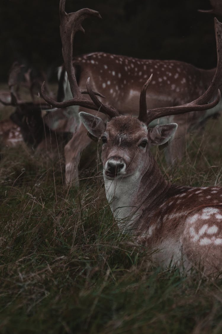 Portrait Of Deer On A Field