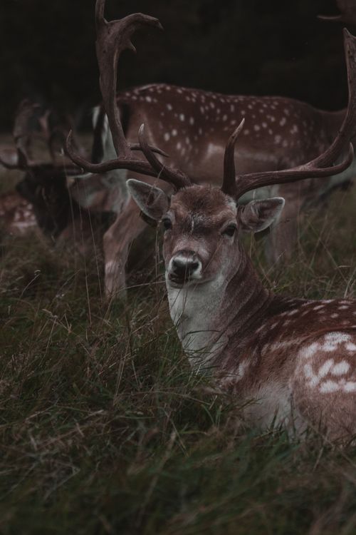 Free Intimate wildlife portrait of a fallow deer resting in a grassy field, set against a natural backdrop. Stock Photo