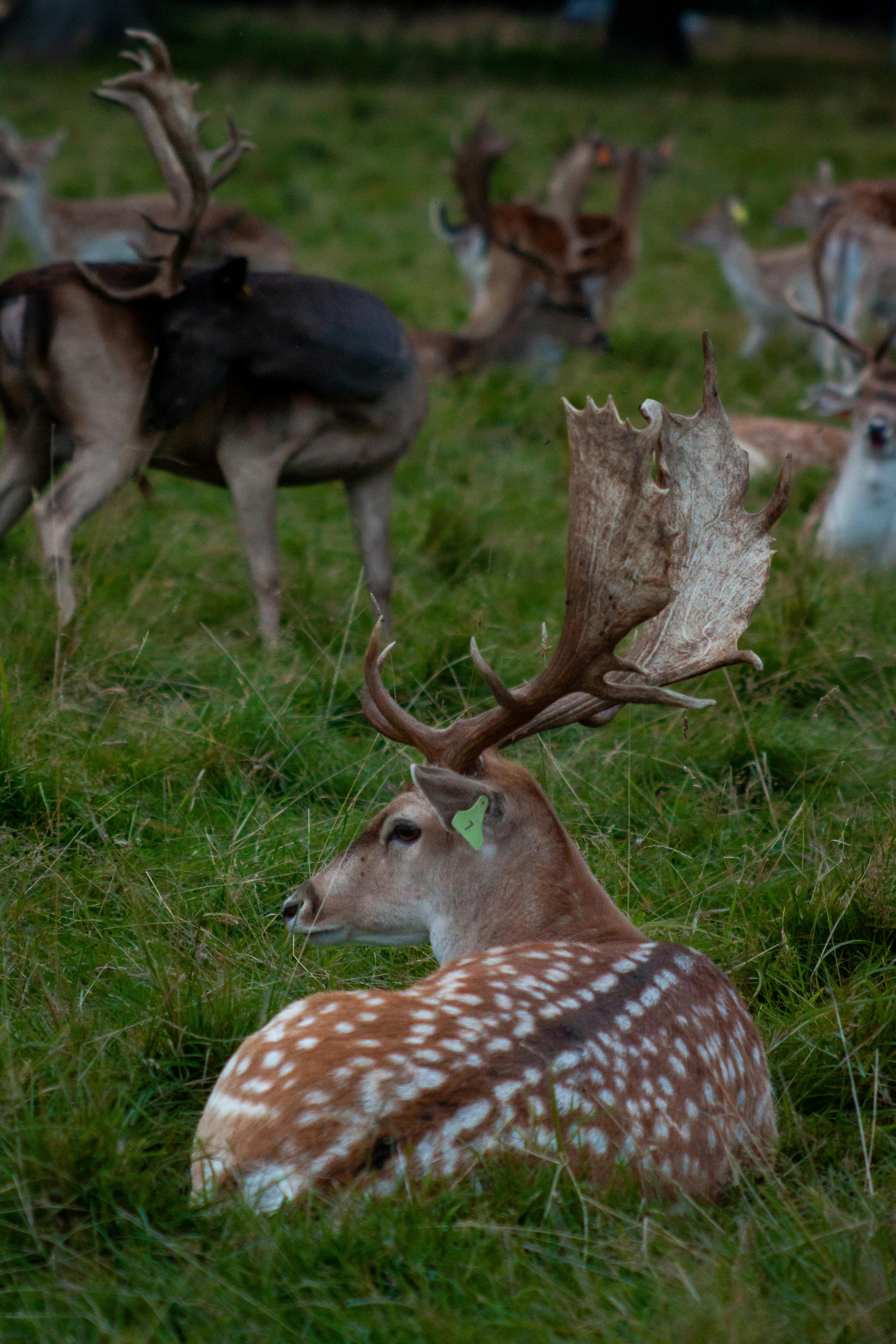 grátis Foto profissional grátis de ambiente natural, animais selvagens, animal Foto profissional