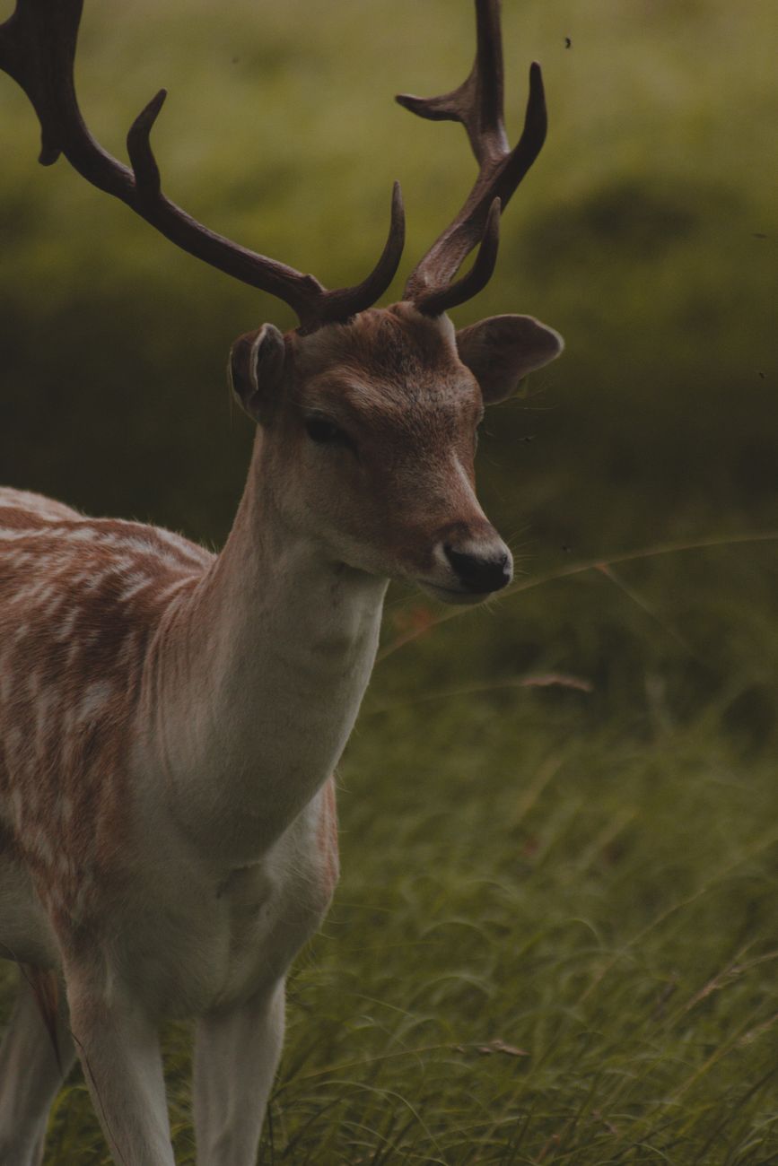 Picture of the day - animal wallpapers
