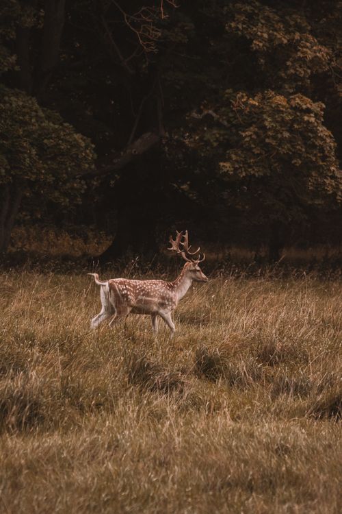 Free A fallow deer with antlers walking through a lush meadow in autumn woodland. Stock Photo