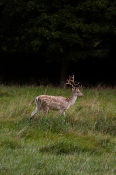 A magnificent deer with antlers stands in the grass, showcasing the beauty of wildlife in a natural setting.
