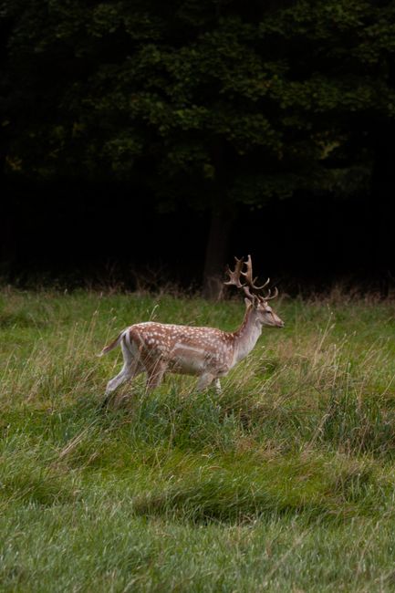 A magnificent deer with antlers stands in the grass, showcasing the beauty of wildlife in a natural setting.