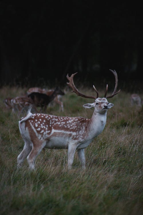 Buck on Grassland
