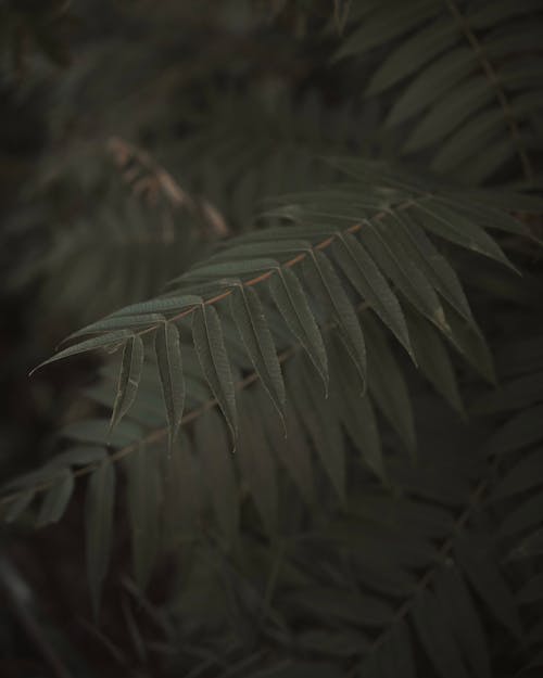 Close-up of Dark Green Leaves 