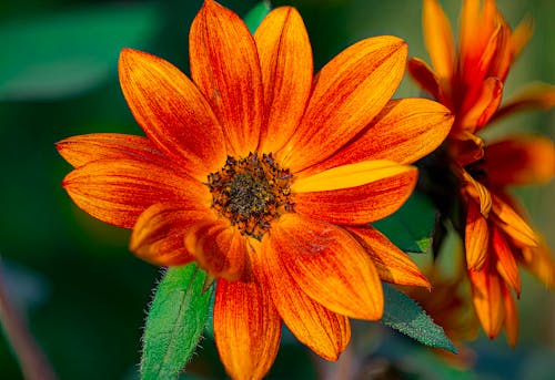 Close-up of Flower with Bright Orange Petals