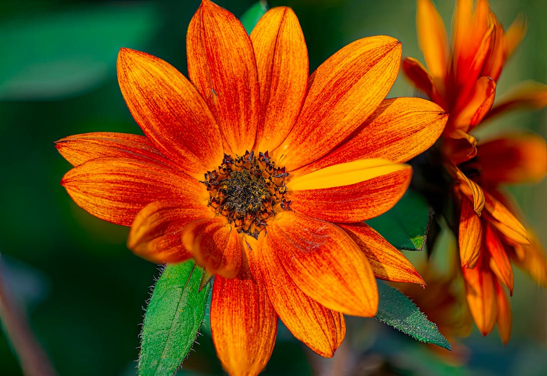 Close-up of Flower with Bright Orange Petals