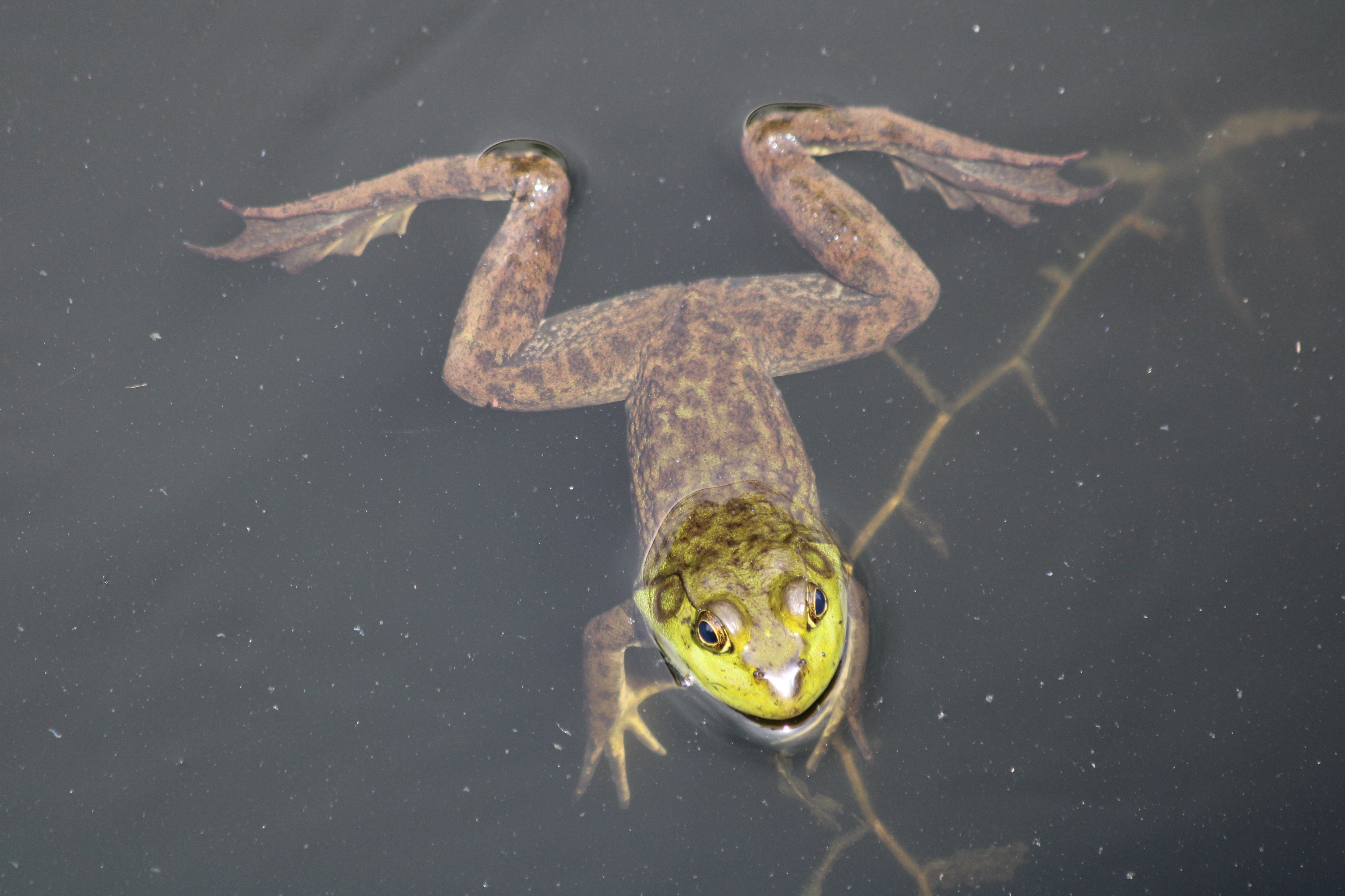 How Bullfrog Brains Use Backup Fuel to Protect Neural Activity