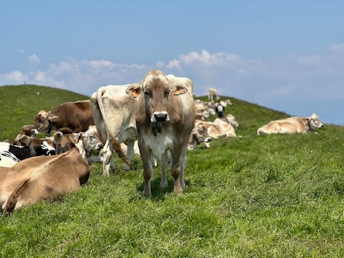 Cows Grazing on a Pasture in Hills 