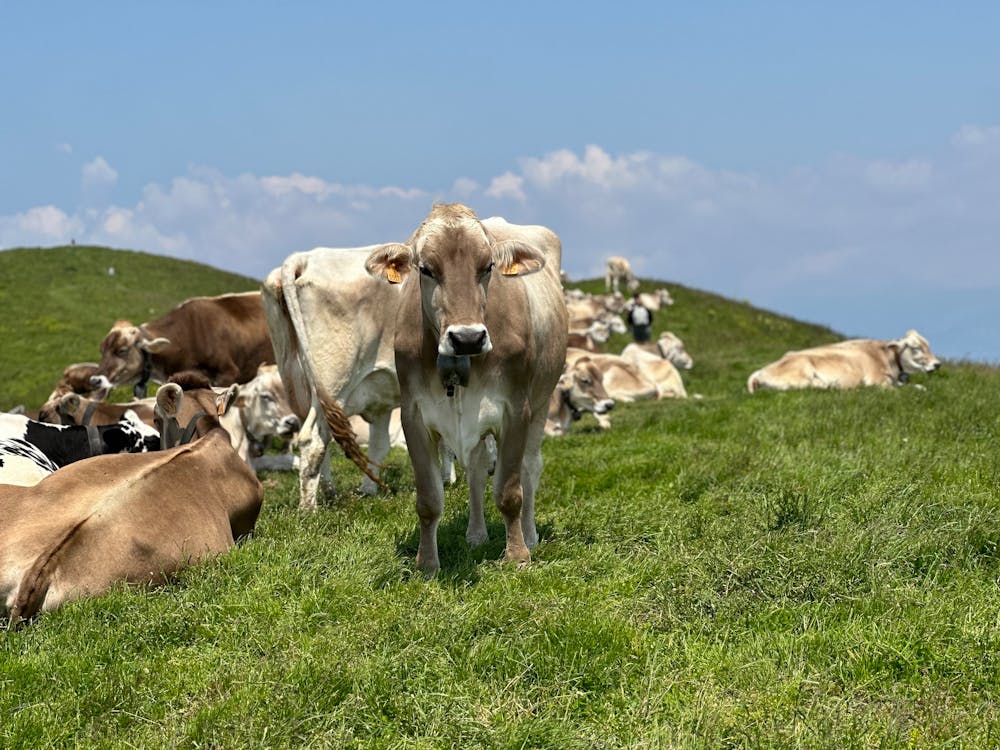 가축, 농업, 농장의 무료 스톡 사진