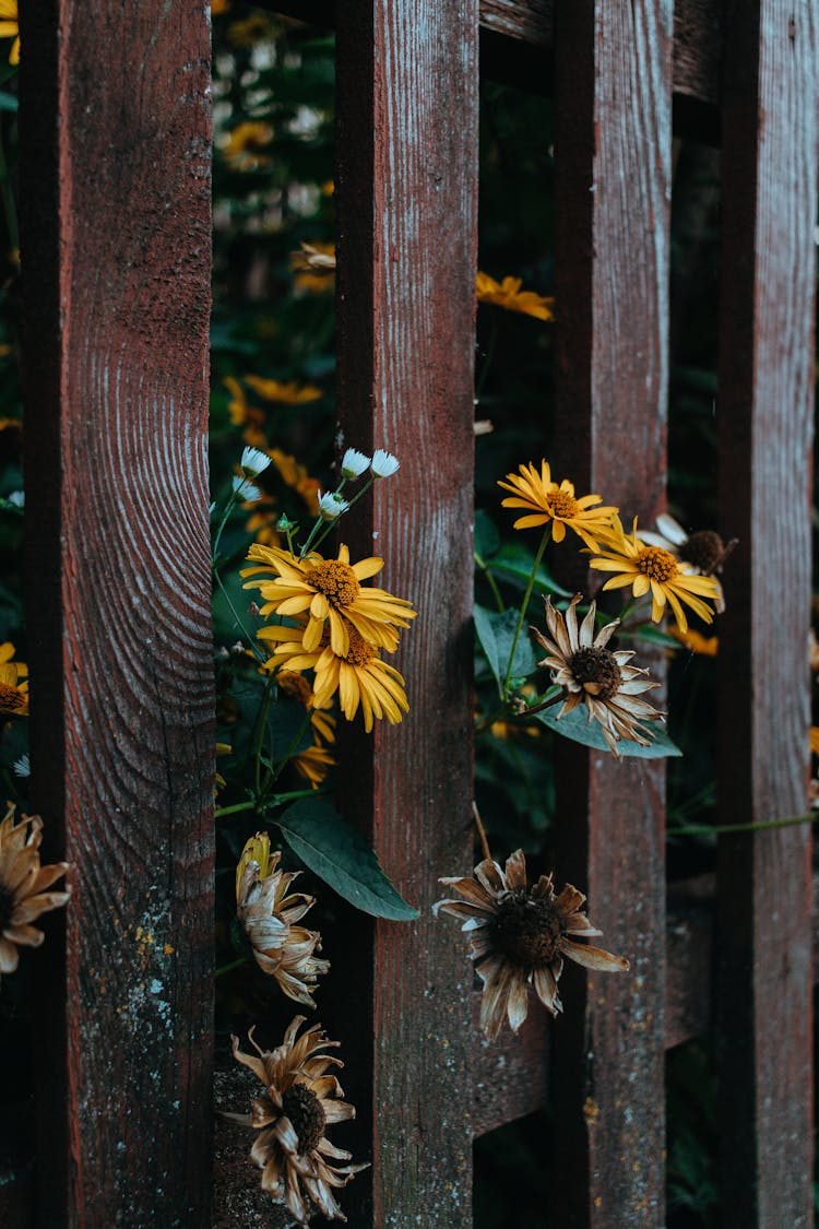 Wildflowers Behind Fence Planks