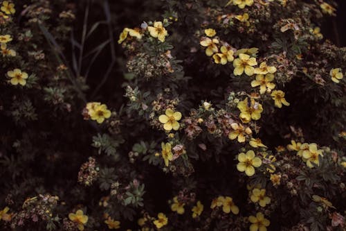 A Shrub with Small Yellow Flowers