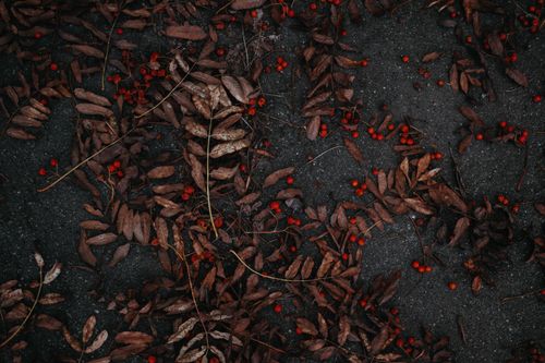 Free Scattered red berries and brown leaves on a dark ground, capturing fall's essence. Stock Photo