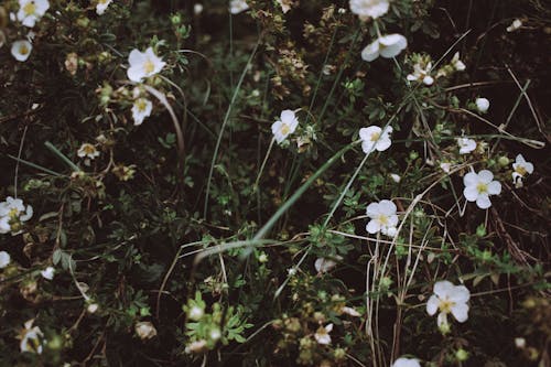 Delicate White Flowers Growing between Grass