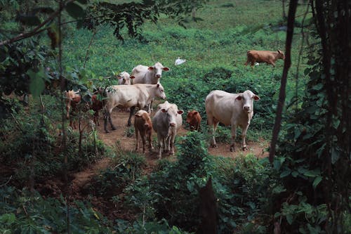 動物, 天性, 奶牛 的 免費圖庫相片