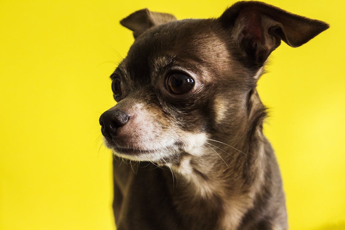 Free Black Chihuahua Stock Photo