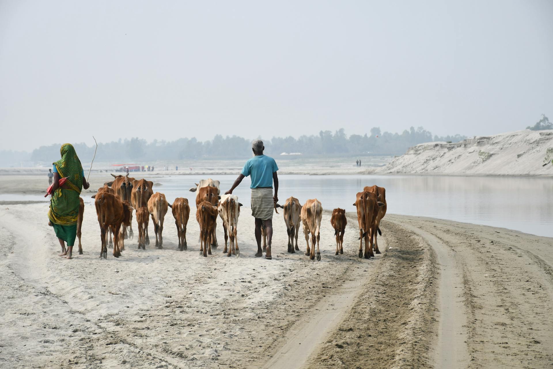 A shepherd and woman herding cattle along a riverbank in rural Bangladesh.
