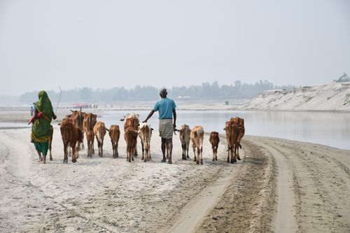 Free A shepherd and woman herding cattle along a riverbank in rural Bangladesh. Stock Photo