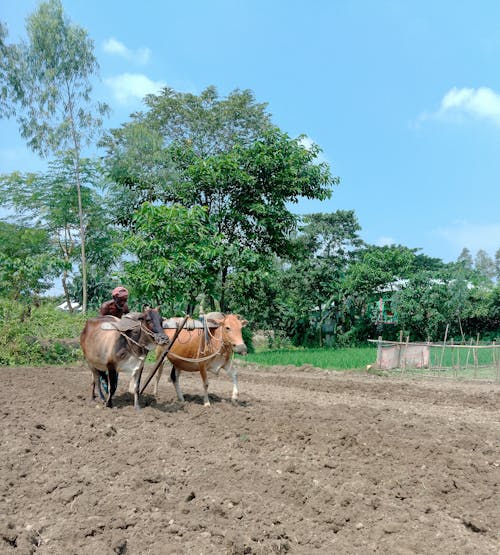 Foto stok gratis agrikultura, bekerja, bidang