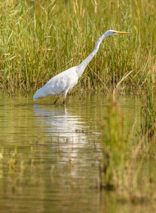 Free Great egret gracefully wading through calm water in lush wetland habitat. Stock Photo
