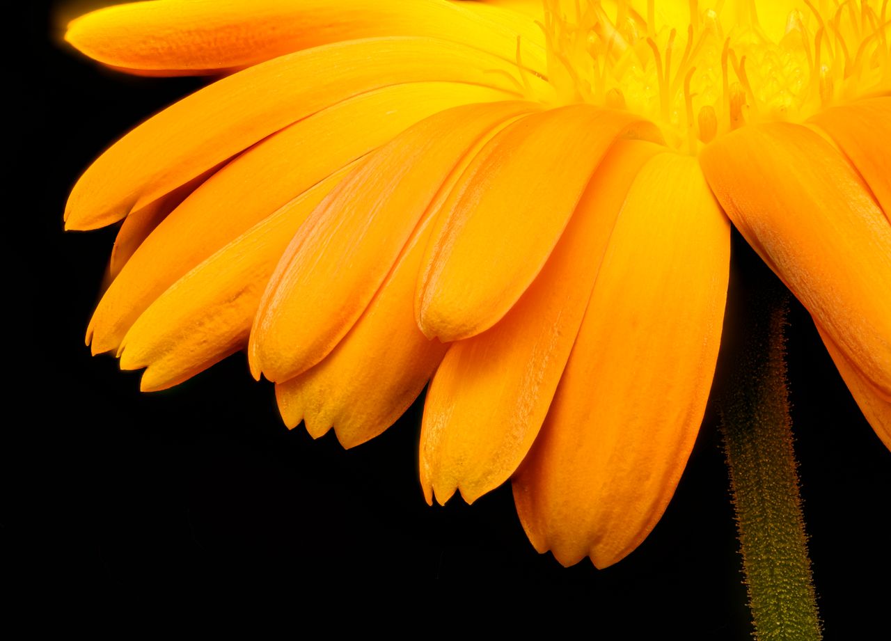 high resolution macro shot of yellow gerbera daisy petals against a bl