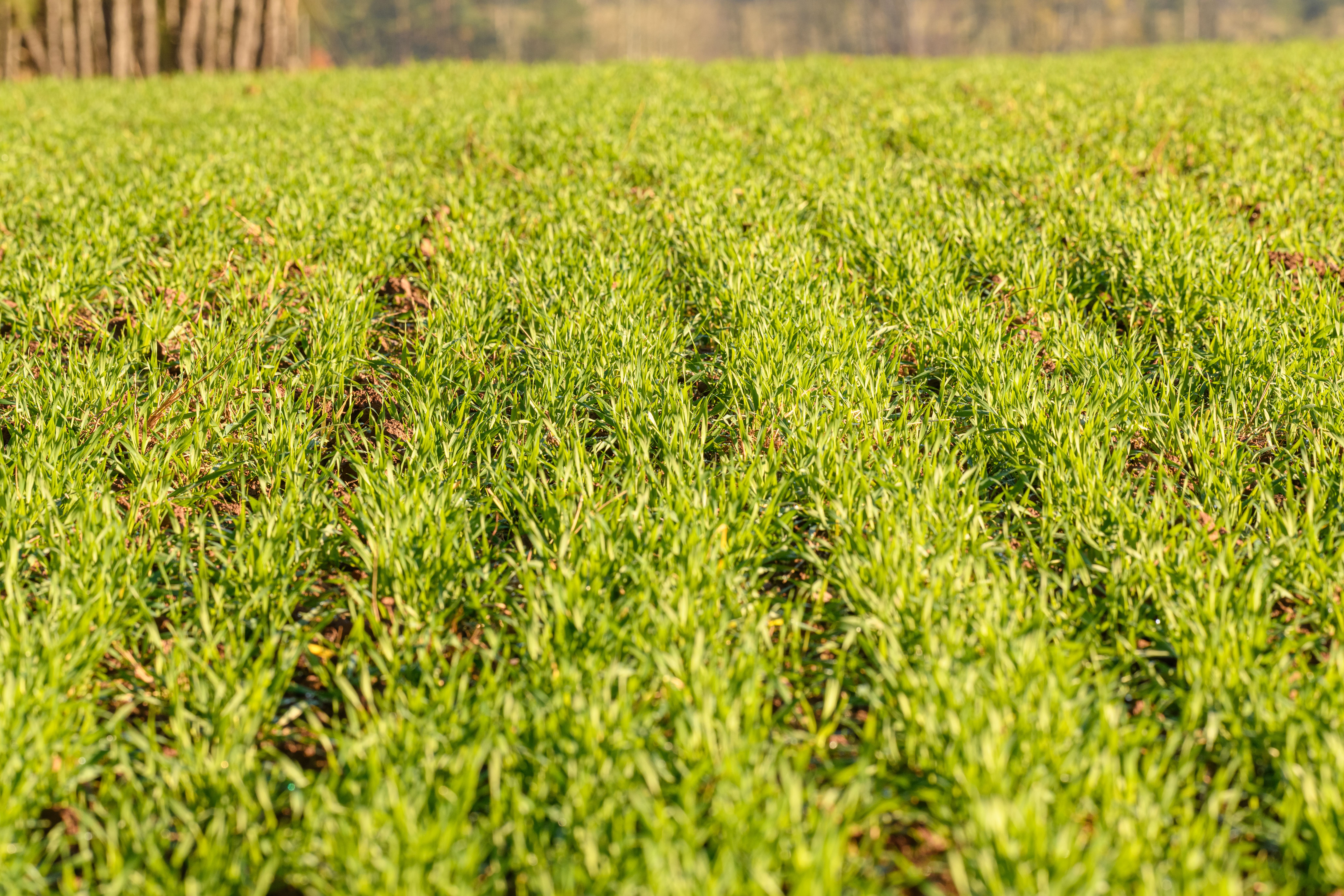Close-up of an Agricultural Field · Free Stock Photo