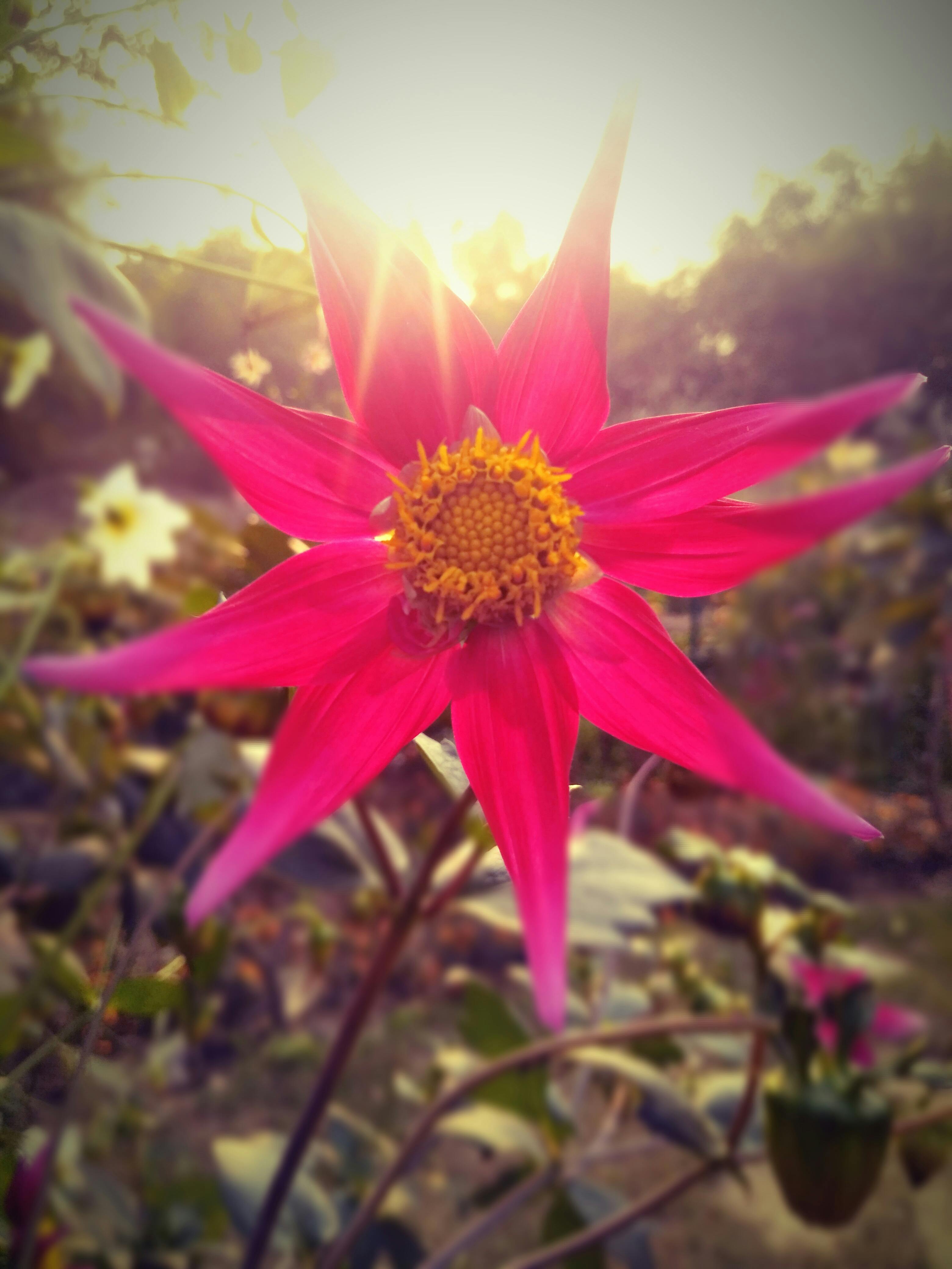 Free stock photo of #sunshine #nature #winter #sunlight #love #flower #plants