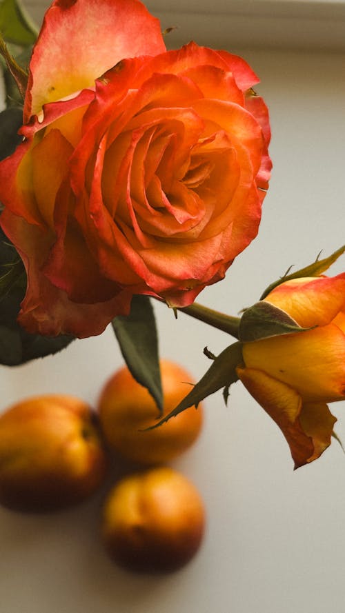 Imagine de stoc gratuită din dublu deliciu trandafiri, flori, fotografiere verticală
