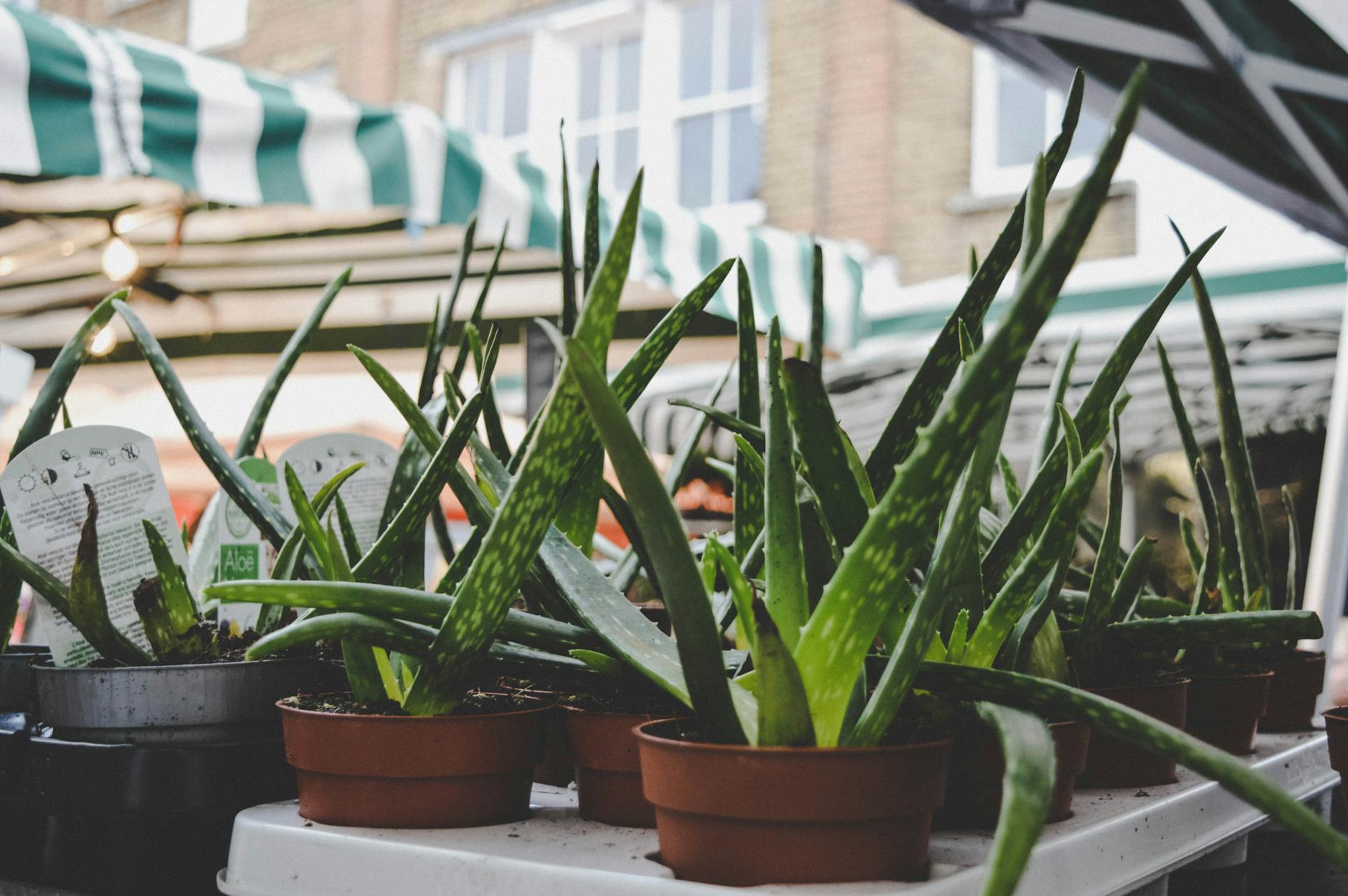 Aloe Vera plants