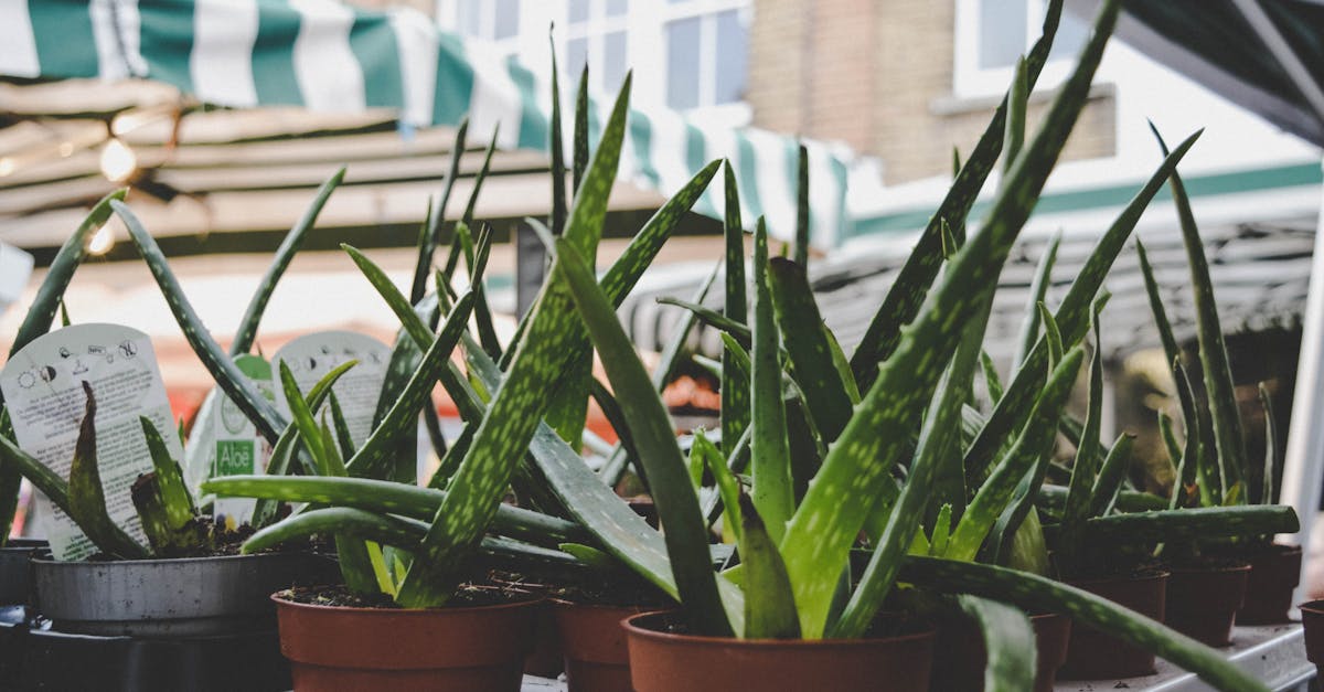 How to cut aloe vera plant for face