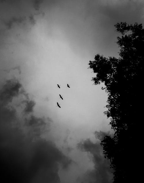 Black and White Photo of a Tree and Birds Flying against a Cloudy Sky 