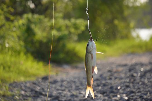 Raw fish caught on a hook hanging in a serene outdoor setting in India.