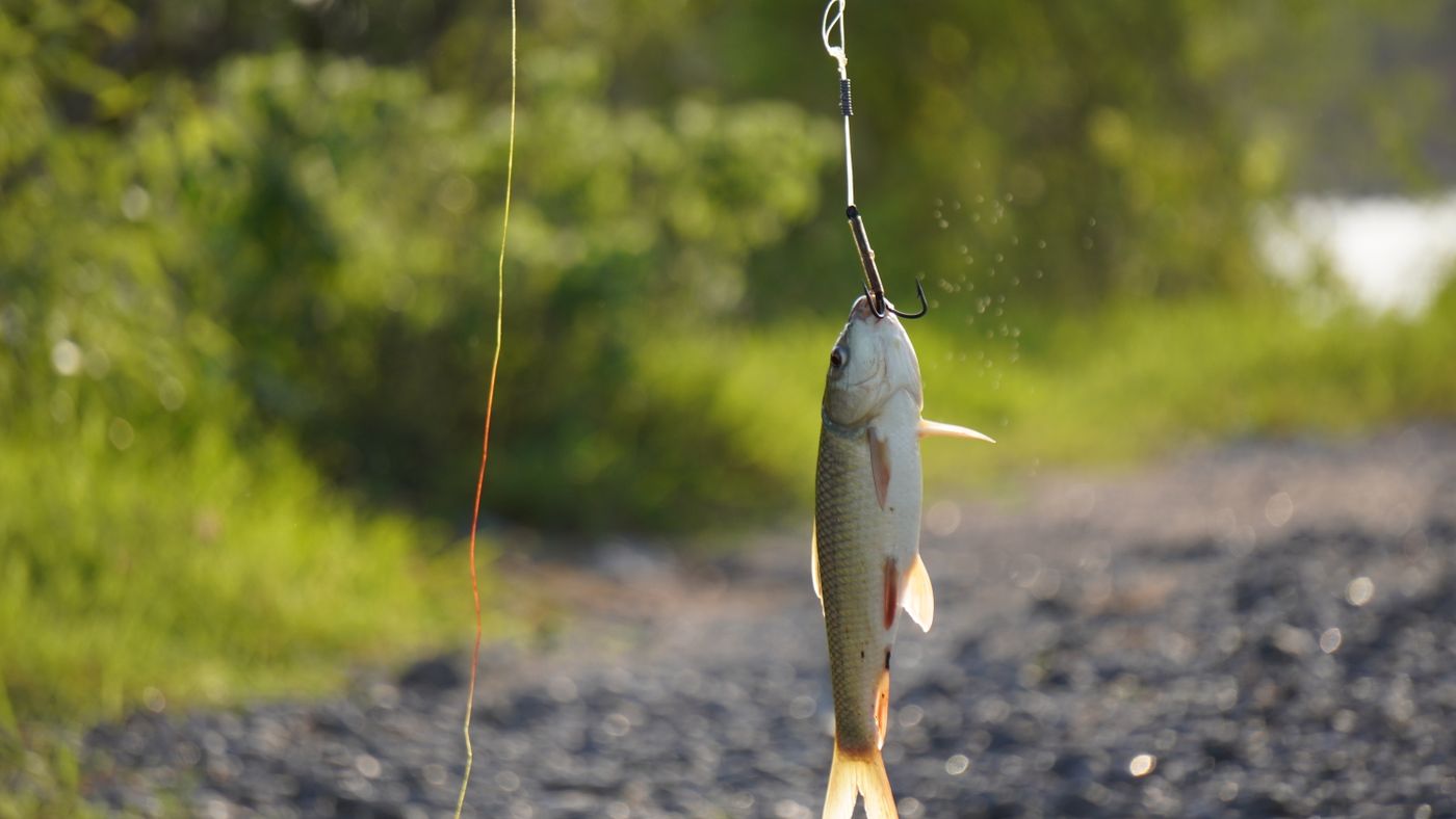 5 Easy Recipes for the Fish You Just Caught
