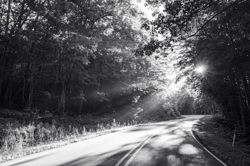 Road through Forest in Black and White
