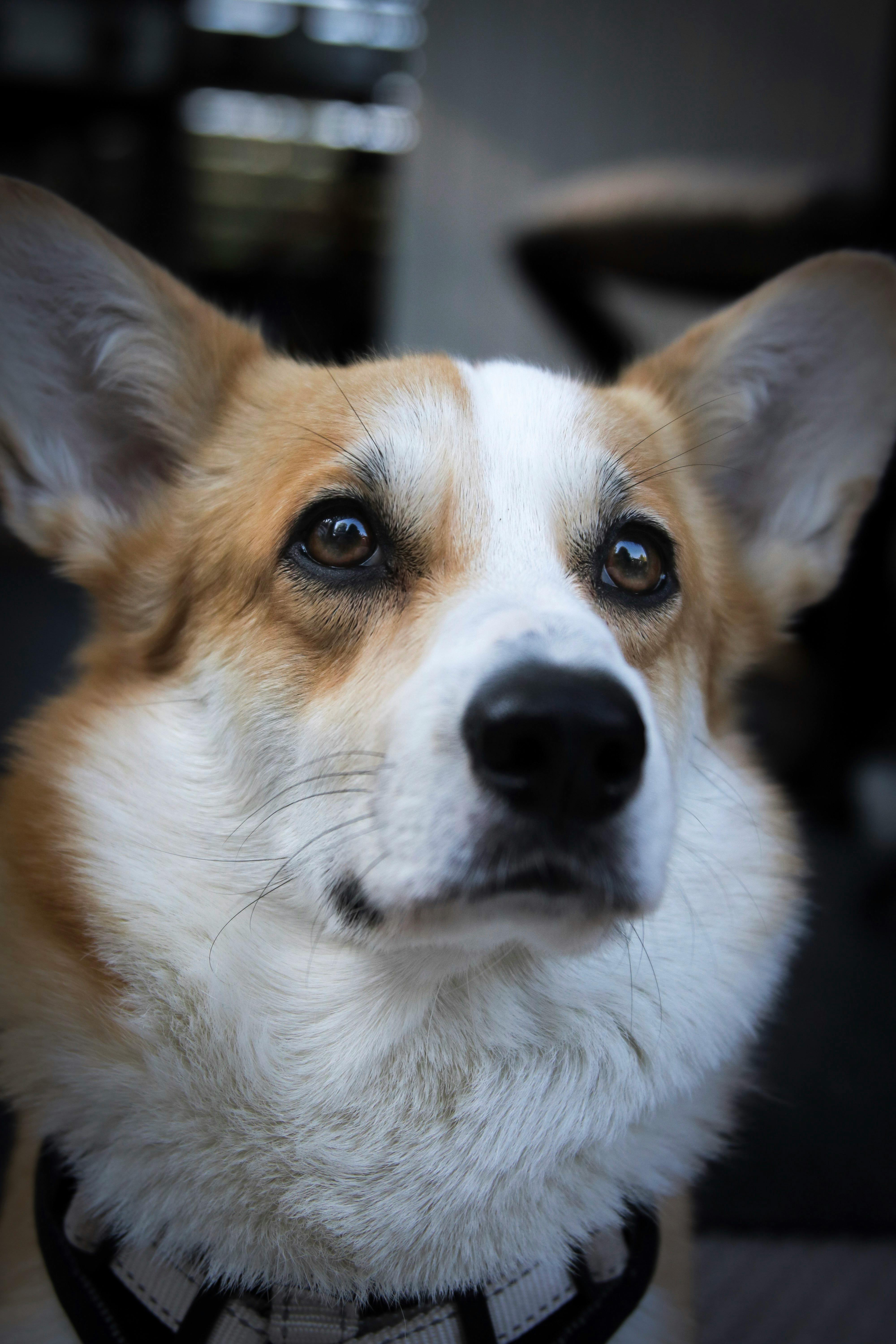Free stock photo of corgi, dog, eyes