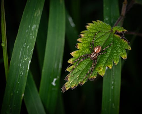 Spider on Leaf