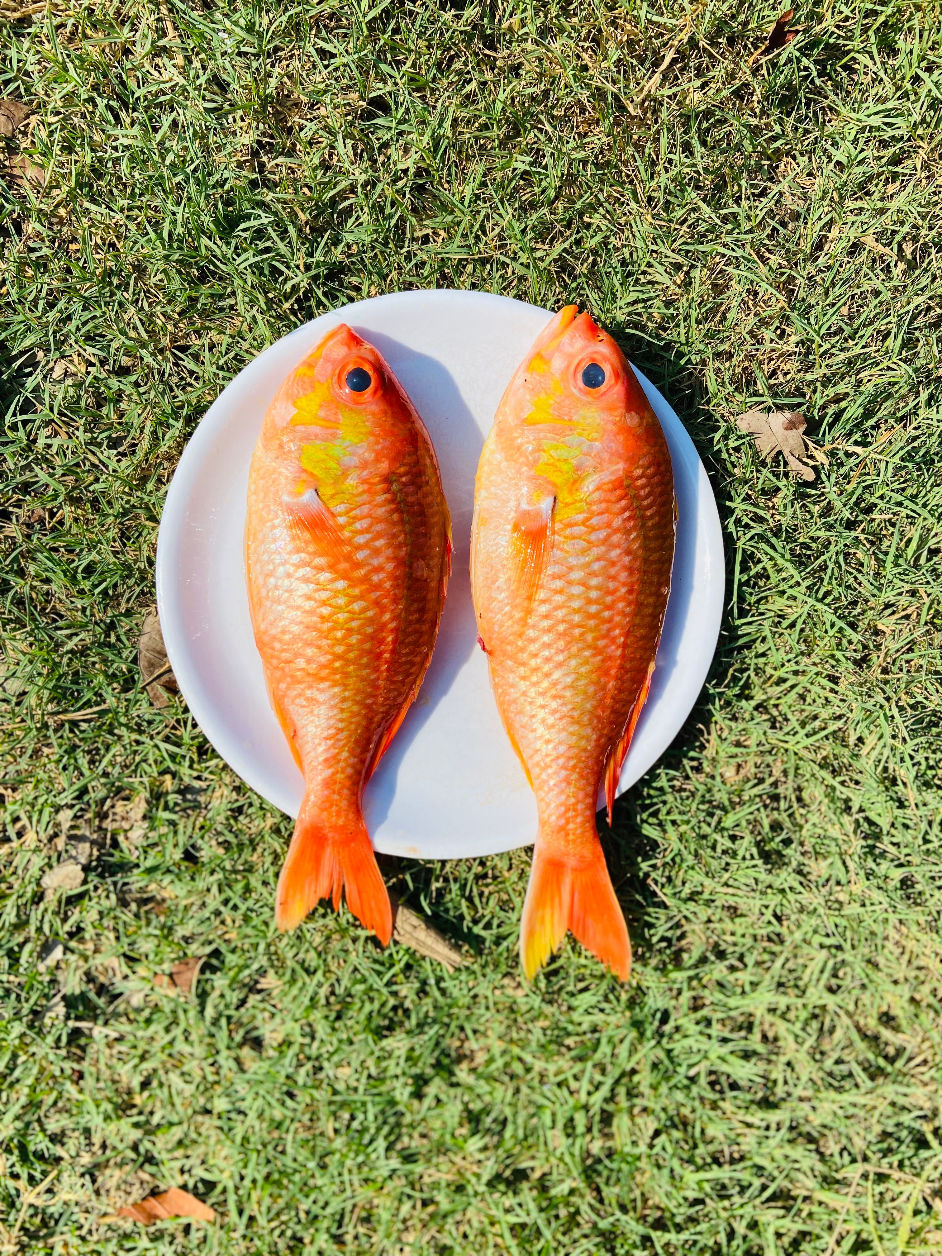 Two fresh fish placed on a white plate on grass, showcasing seafood presentation.