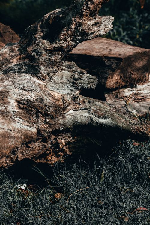 Free Detailed view of textured driftwood lying on grass, showcasing natural patterns. Stock Photo